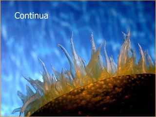 Continua