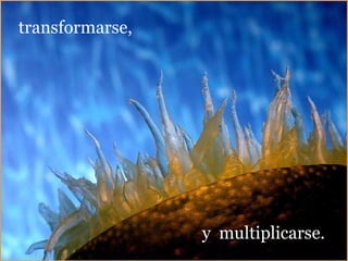 transformarse, y  multiplicarse. 