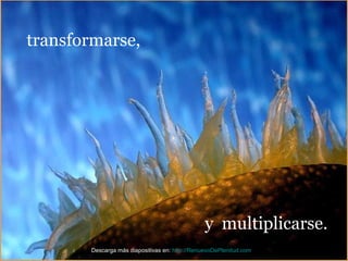 transformarse, y  multiplicarse. Descarga más diapositivas en:  http://RenuevoDePlenitud.com 