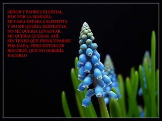 SEÑOR Y PADRE CELESTIAL, HOY POR LA MAÑANA, MI CAMA ESTABA CALIENTITA Y NO ME QUERIA DESPERTAR. NO ME QUERIA LEVANTAR,  ME QUERIA QUEDAR  AHÍ, SIN TENER QUE PREOCUPARME POR NADA, PERO ENTONCES RECORDÉ, QUE NO DEBERÍA  HACERLO 