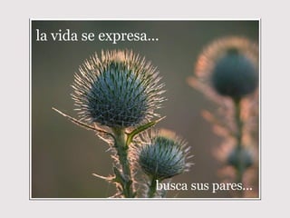 la vida se expresa... busca sus pares... 