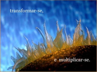 transformar-se, e  multiplicar-se. 