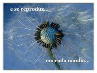 e se reproduz... em cada manhã... 