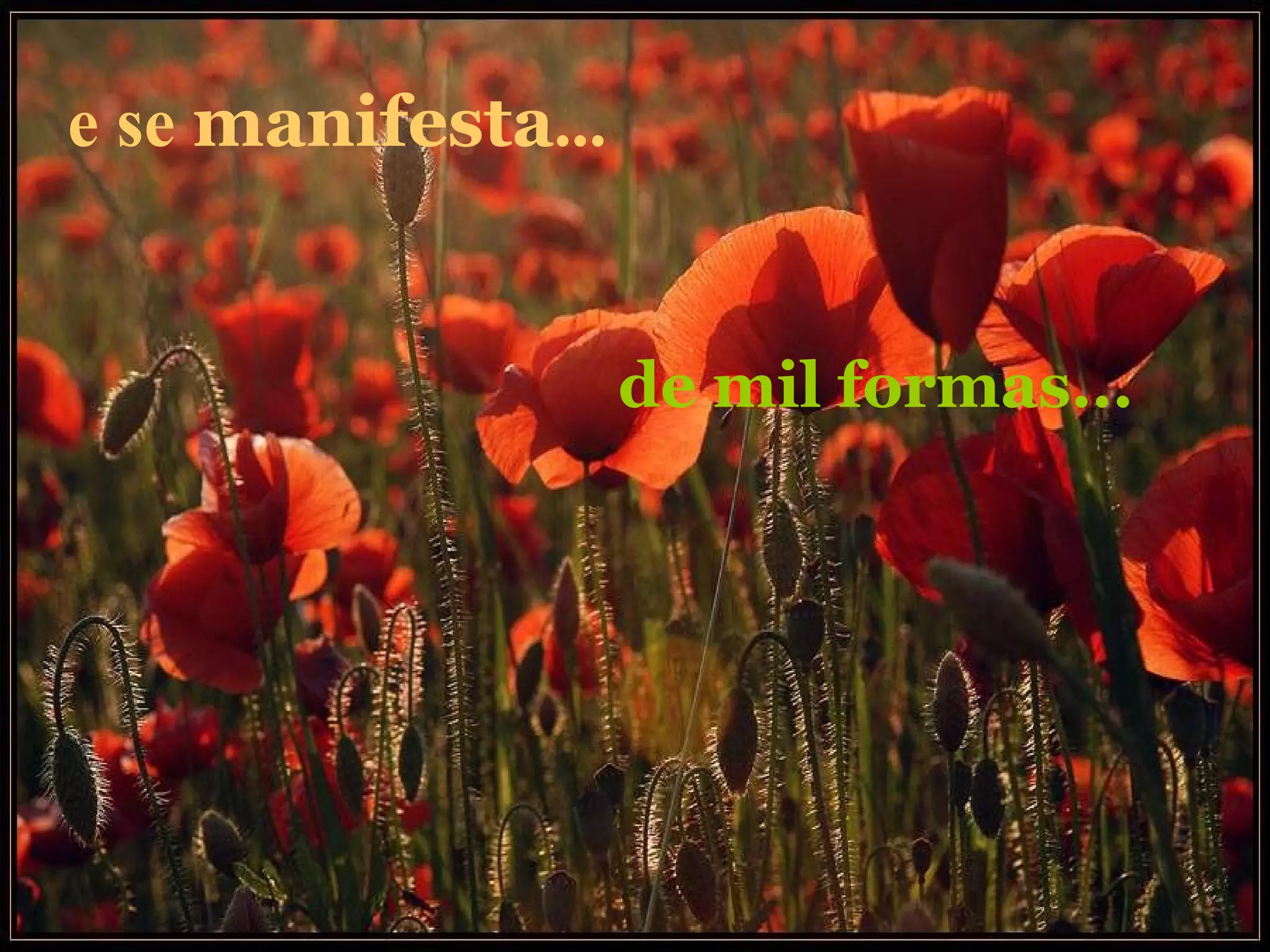 e se  manifesta ...   de mil formas... 