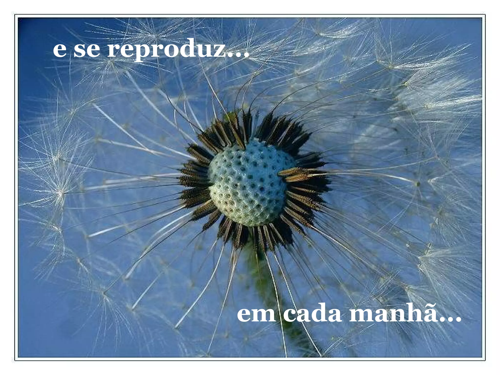 e se reproduz... em cada manhã... 