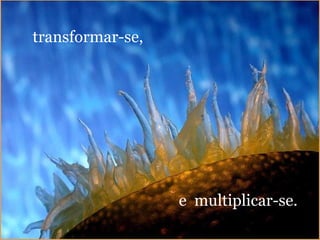transformar-se,




                  e multiplicar-se.
 