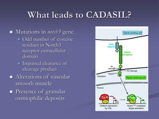 What leads to CADASIL?
 Mutations in notch3 gene
 Odd number of cysteine
residues in Notch3
receptor extracellular
domain
 Impaired clearance of
cleavage product
 Alterations of vascular
smooth muscle
 Presence of granular
osmiophilic deposits
 