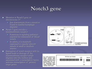 Notch3 gene
 Mutation in Notch3 gene on
chromosome 19
 Just downstream from a mutation
found in familial hemiplegic
migraine
 Notch 3 gene encodes a
transmembrane receptor
 Functions in signaling pathways
essential for maturation of blood
vessels
 In adults, it is maximally
expressed in vascular smooth
muscle in small to medium
arteries
 Interaction of notch receptor with its
ligand leads to cleavage of the
transmembrane receptor which
migrates into the nucleus and,
associated with a transcription factor,
activates transcription of primary
target genes.
 