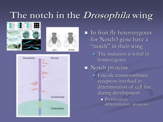 The notch in the Drosophila wing
 In fruit fly heterozygotes
for Notch3 gene have a
“notch” in their wing
 The mutation is lethal in
homozygotes
 Notch proteins
 Encode transmembrane
receptors involved in
determination of cell fate
during development
 Proliferation,
differentiation, apoptosis
 