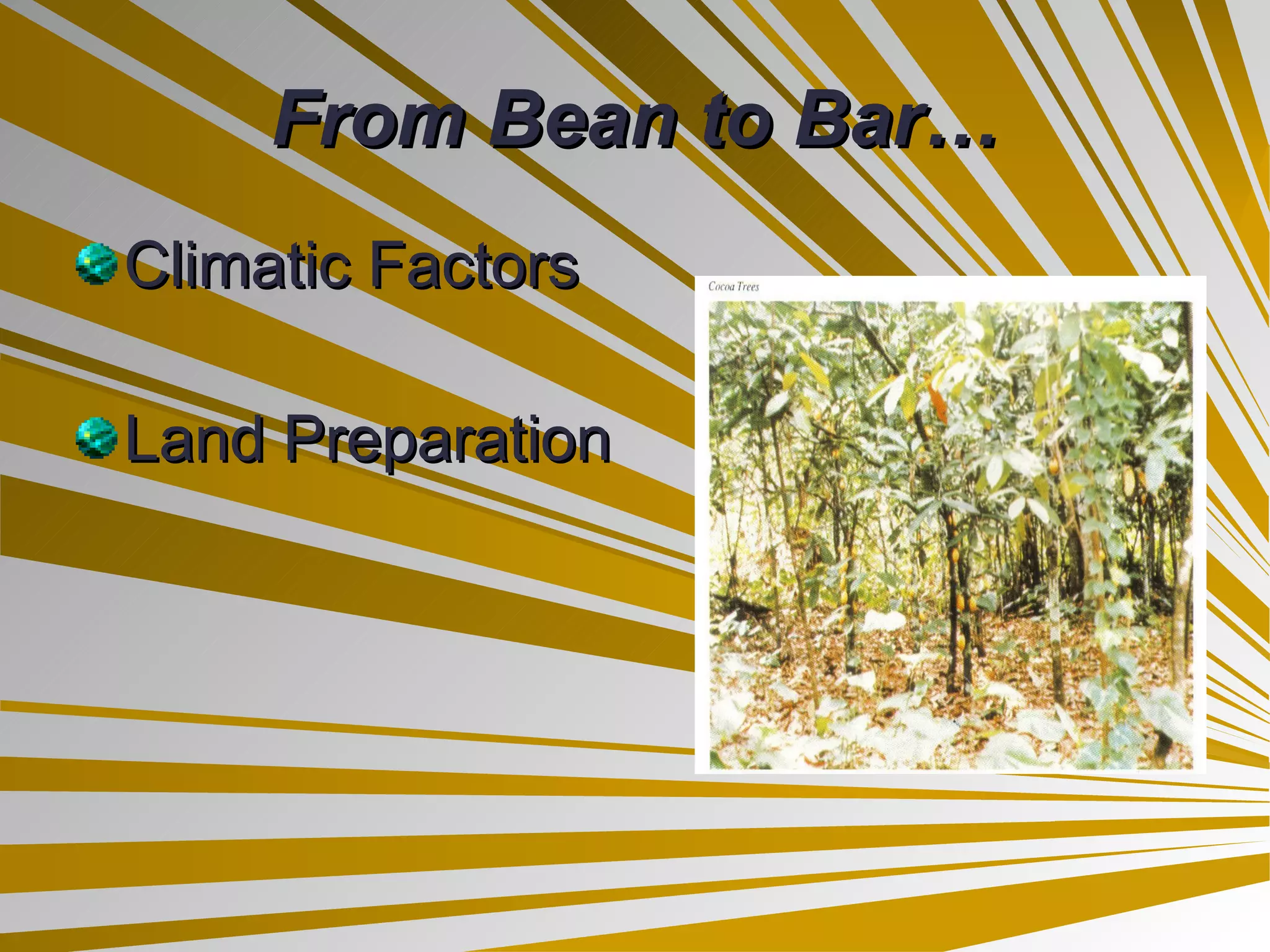 From Bean to Bar… Climatic Factors Land Preparation 