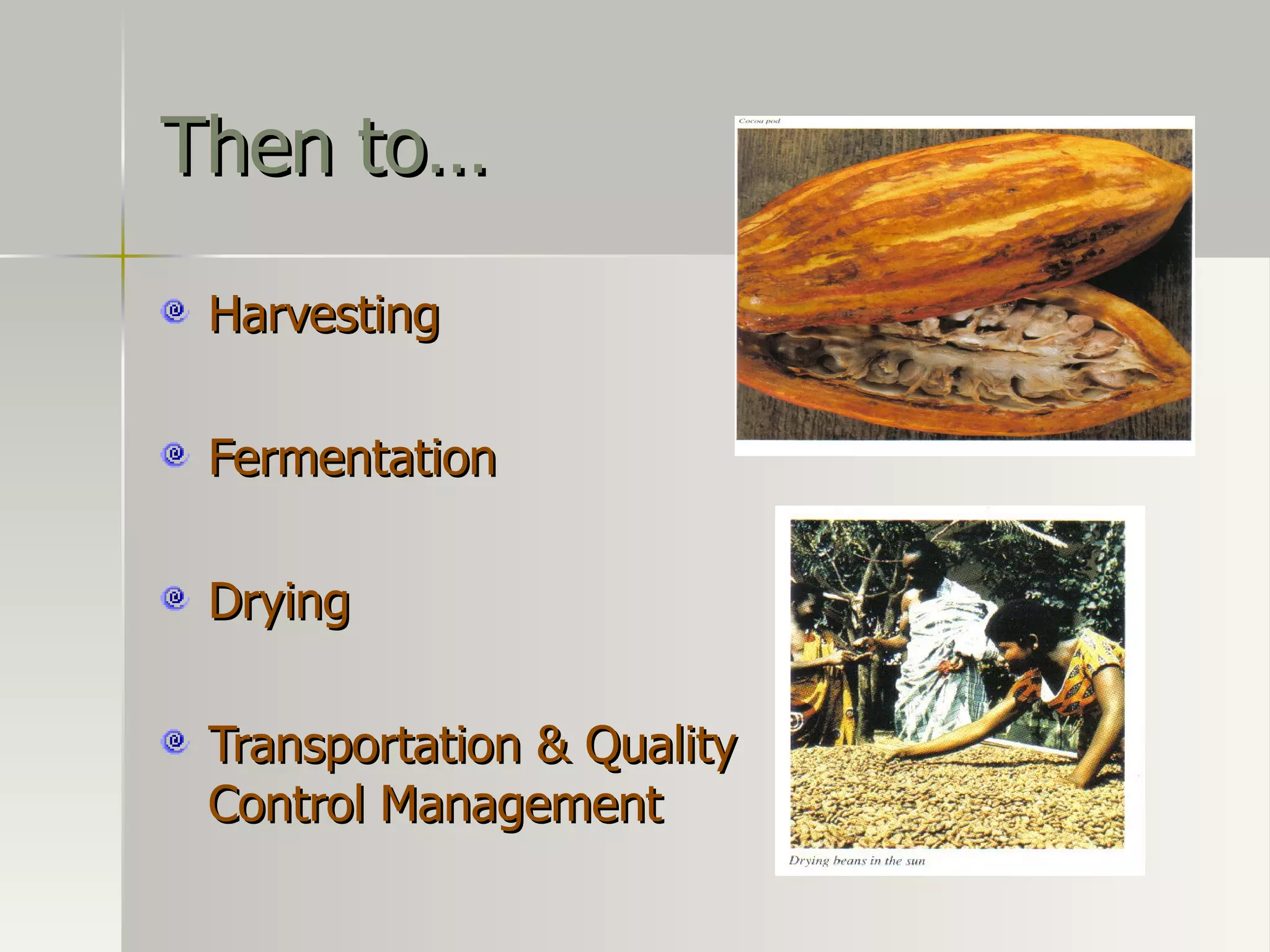 Then to… Harvesting Fermentation Drying Transportation & Quality Control Management 