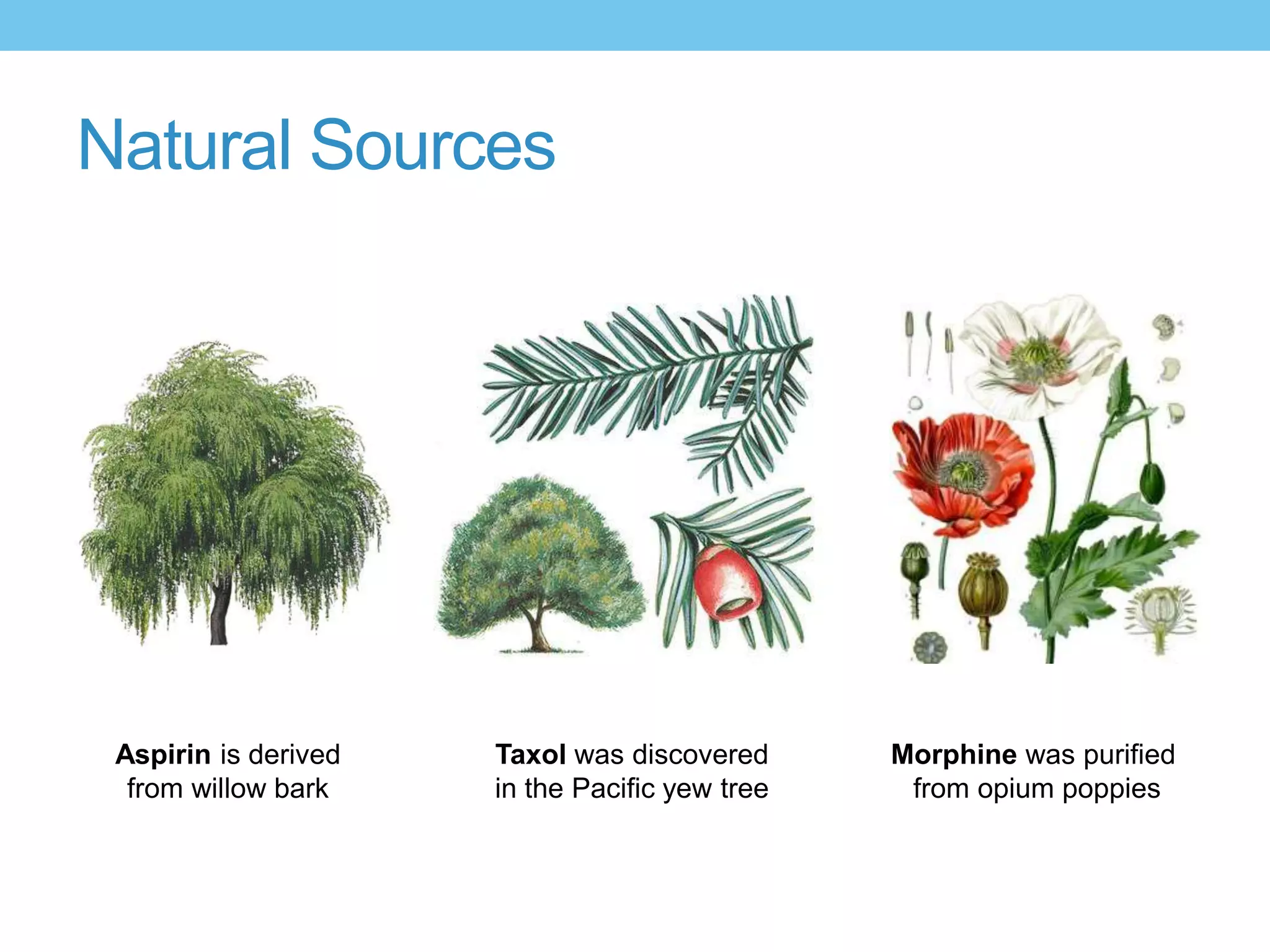 Natural Sources




 Aspirin is derived   Taxol was discovered      Morphine was purified
  from willow bark    in the Pacific yew tree    from opium poppies
 