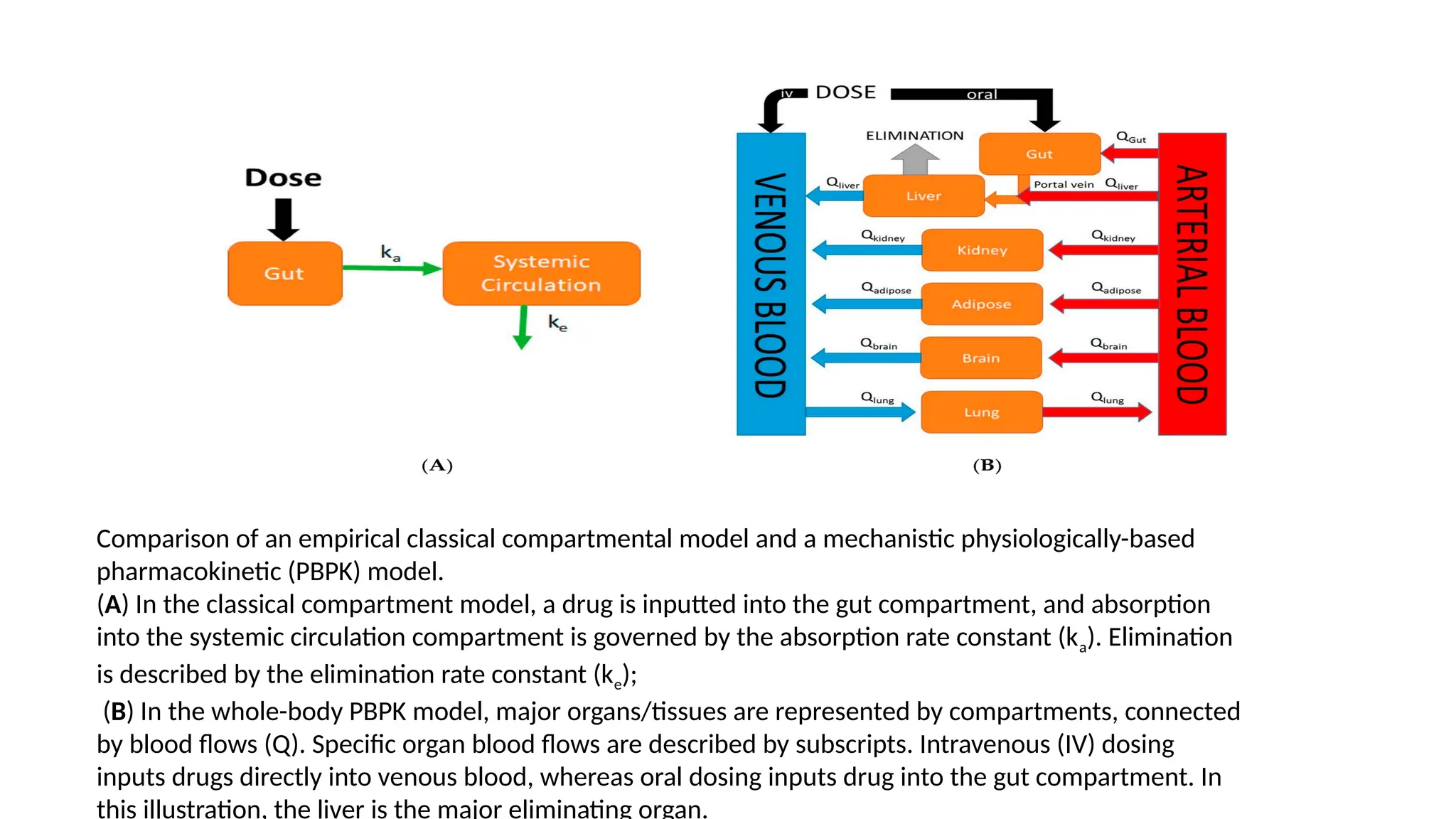 Comparison of an empirical classical compartmental model and a mechanistic physiologically-based
pharmacokinetic (PBPK) model.
(A) In the classical compartment model, a drug is inputted into the gut compartment, and absorption
into the systemic circulation compartment is governed by the absorption rate constant (ka). Elimination
is described by the elimination rate constant (ke);
(B) In the whole-body PBPK model, major organs/tissues are represented by compartments, connected
by blood flows (Q). Specific organ blood flows are described by subscripts. Intravenous (IV) dosing
inputs drugs directly into venous blood, whereas oral dosing inputs drug into the gut compartment. In
this illustration, the liver is the major eliminating organ.
 