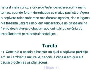 natural mais voraz, a onça-pintada, desapareceu há muito tempo, quando foram derrubadas as matas paulistas. Agora a capivara reina soberana nas áreas alagadas, rios e lagoas. Na fazenda Jacarezinho, em Valparaíso, elas passeiam na frente dos tratores e chegam aos quintais da colônia de trabalhadores para destruir hortaliças. Tarefa 1)- Construa a cadeia alimentar no qual a capivara participe em seu ambiente natural e, depois, a cadeia em que ela causa problemas às plantações.  #Slide 11   