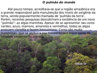 O pulmão do mundo Até pouco tempo, acreditava-se que a região amazônica era a grande responsável pela manutenção dos níveis de oxigênio da terra, sendo popularmente chamada de ‘pulmão da terra’. Porém, recentes pesquisas descobriram a existência de um novo “pulmão”: as algas marinhas. Apesar de se apresentar nas cores verdes, azuis, marrons, amarelas e vermelhas, todas as algas possuem clorofila e fazem fotossíntese. Como são muito numerosas, que se atribui a sua fotossíntese a maior parte de oxigênio existente no planeta.  #Slide 20 