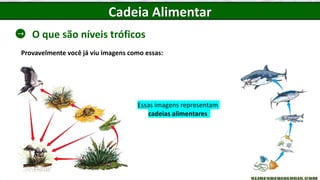Cadeia Alimentar
O que são níveis tróficos
Provavelmente você já viu imagens como essas:
Essas imagens representam
cadeias alimentares
 