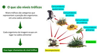 O que são níveis tróficos
Níveis tróficos são categorias que
representam a posição dos organismos
em uma cadeia alimentar.
Cada organismo da imagem ocupa um
lugar na cadeia alimentar
Esse lugar chamamos de nível trófico
Produtores
Consumidores
primários
Consumidores
secundários
Consumidores
terciários
Consumidores
quaternários
Decompositores
 