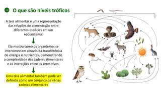 A teia alimentar é uma representação
das relações de alimentação entre
diferentes espécies em um
ecossistema.
Ela mostra como os organismos se
interconectam através da transferência
de energia e nutrientes, demonstrando
a complexidade das cadeias alimentares
e as interações entre os seres vivos.
Uma teia alimentar também pode ser
definida como um conjunto de várias
cadeias alimentares
O que são níveis tróficos
 