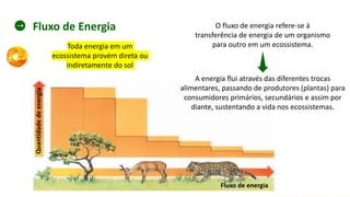 Fluxo de energia
O fluxo de energia refere-se à
transferência de energia de um organismo
para outro em um ecossistema.
A energia flui através das diferentes trocas
alimentares, passando de produtores (plantas) para
consumidores primários, secundários e assim por
diante, sustentando a vida nos ecossistemas.
Fluxo de Energia
Toda energia em um
ecossistema provém direta ou
indiretamente do sol
 