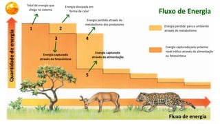 Fluxo de energia
1 2
4
3
5
Fluxo de Energia
Total de energia que
chega no sistema
Energia dissipada em
forma de calor
Energia capturada
através da fotossíntese
Energia perdida' para o ambiente
através do metabolismo
Energia capturada pelo próximo
nível trófico através da alimentação
ou fotossíntese
Energia perdida através do
metabolismo dos produtores
Energia capturada
através da alimentação
 
