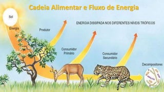 Cadeia Alimentar e Fluxo de Energia
 