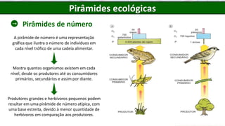 Pirâmides de número
Pirâmides ecológicas
A pirâmide de número é uma representação
gráfica que ilustra o número de indivíduos em
cada nível trófico de uma cadeia alimentar.
Mostra quantos organismos existem em cada
nível, desde os produtores até os consumidores
primários, secundários e assim por diante.
Produtores grandes e herbívoros pequenos podem
resultar em uma pirâmide de número atípica, com
uma base estreita, devido à menor quantidade de
herbívoros em comparação aos produtores.
 