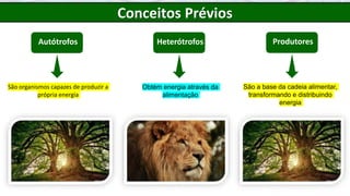 Autótrofos
São organismos capazes de produzir a
própria energia
Heterótrofos
Obtém energia através da
alimentação
Produtores
São a base da cadeia alimentar,
transformando e distribuindo
energia
Conceitos Prévios
 
