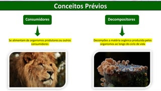 Consumidores
Se alimentam de organismos produtores ou outros
consumidores
Decompositores
Decompões a matéria orgânica produzida pelos
organismos ao longo do ciclo de vida
Conceitos Prévios
 