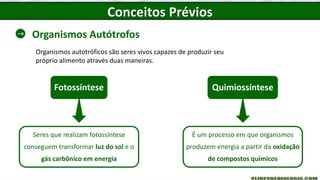 Conceitos Prévios
Organismos Autótrofos
Organismos autotróficos são seres vivos capazes de produzir seu
próprio alimento através duas maneiras.
Fotossíntese
Seres que realizam fotossíntese
conseguem transformar luz do sol e o
gás carbônico em energia
Quimiossíntese
É um processo em que organismos
produzem energia a partir da oxidação
de compostos químicos
 