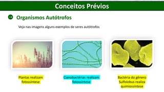 Conceitos Prévios
Organismos Autótrofos
Veja nas imagens alguns exemplos de seres autótrofos
Plantas realizam
fotossíntese
Bactéria do gênero
Sulfolobus realiza
quimiossíntese
Cianobactérias realizam
fotossíntese
 