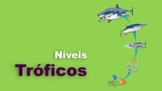 Tróficos
Níveis
 