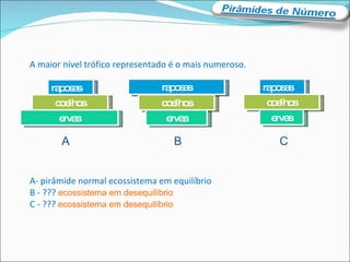 raposas A maior nível trófico representado é o mais numeroso. A- pirâmide normal ecossistema em equilíbrio B - ???  ecossistema em desequilíbrio C - ???  ecossistema em desequilíbrio coelhos ervas raposas coelhos ervas raposas coelhos ervas A  B  C 