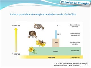 Indica a quantidade de energia acumulada em cada nível trófico Energia solar Produtores Consumidores primários Consumidores secundários Consumidores terciários J = Joules (unidade de medida de energia) Outras unidades : Kcal (calorias), … + energia - energia 