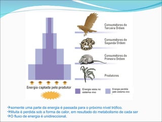 Energia  retida  no sistema vivo Energia perdida pelo sistema vivo somente uma parte da energia é passada para o próximo nível trófico. Muita é perdida sob a forma de calor, em resultado do metabolismo de cada ser O fluxo de energia é unidireccional. 