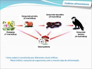 Uma cadeia é constituida por diferentes níveis tróficos. Nível trófico: conjunto de organismos com o mesmo tipo de alimentação. Produtores (1º nível trófico) Consumidor primário (2º nível trófico) Consumidor terciário (4º nível trófico) Consumidor secundário (3º nível trófico) Decompositores 