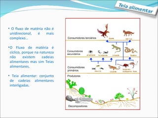O fluxo de matéria não é unidirecional, é mais complexo… O Fluxo de matéria é cíclico, porque na natureza não existem cadeias alimentares mas sim Teias alimentares. Teia alimentar: conjunto de cadeias alimentares interligadas. Consumidores terciários Consumidores secundários Consumidores primários Produtores  Decompositores  