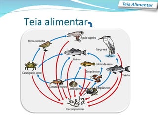 Teia alimentar 