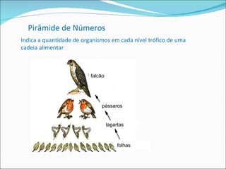 Pirâmide de Números Indica a quantidade de organismos em cada nível trófico de uma cadeia alimentar folhas lagartas pássaros falcão 