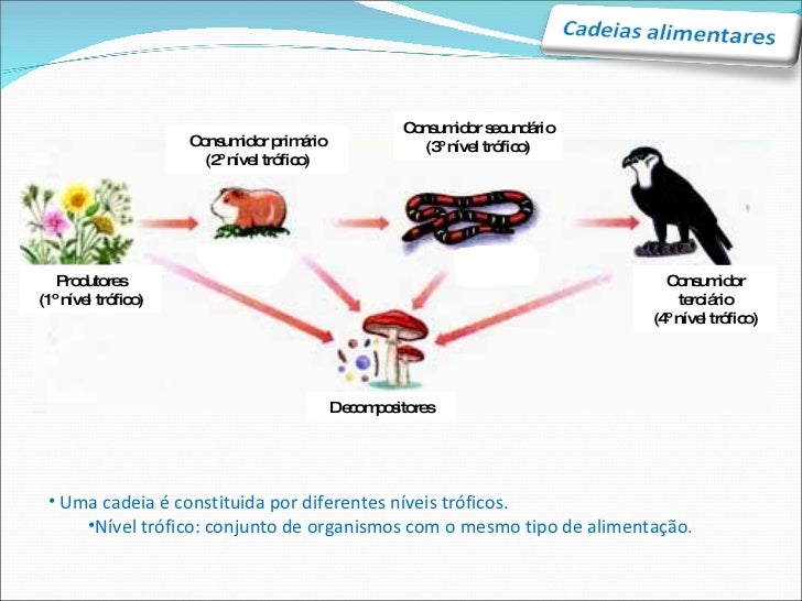 Resultado de imagem para cadeia alimentar com niveis troficos