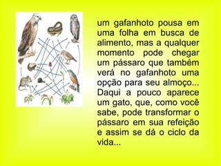 um gafanhoto pousa em uma folha em busca de alimento, mas a qualquer momento pode chegar um pássaro que também verá no gafanhoto uma opção para seu almoço... Daqui a pouco aparece um gato, que, como você sabe, pode transformar o pássaro em sua refeição e assim se dá o ciclo da vida...   