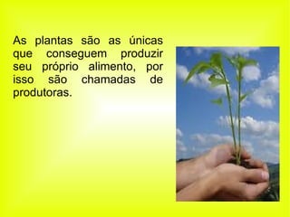 As plantas são as únicas que conseguem produzir seu próprio alimento, por isso são chamadas de produtoras. 