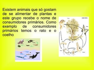 Existem animais que só gostam de se alimentar de plantas e este grupo recebe o nome de consumidores primários. Como exemplo de consumidores primários temos o rato e o coelho . 