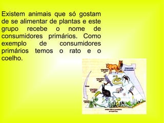 Existem animais que só gostam de se alimentar de plantas e este grupo recebe o nome de consumidores primários. Como exemplo de consumidores primários temos o rato e o coelho. 