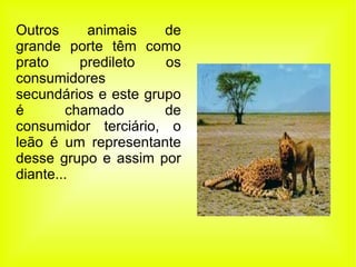 Outros animais de grande porte têm como prato predileto os consumidores secundários e este grupo é chamado de consumidor terciário, o leão é um representante desse grupo e assim por diante...  