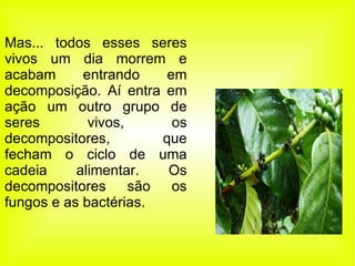 Mas... todos esses seres vivos um dia morrem e acabam entrando em decomposição. Aí entra em ação um outro grupo de seres vivos, os decompositores, que fecham o ciclo de uma cadeia alimentar. Os decompositores são os fungos e as bactérias. 