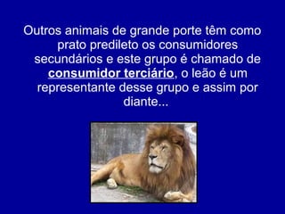 Outros animais de grande porte têm como
prato predileto os consumidores
secundários e este grupo é chamado de
consumidor terciário, o leão é um
representante desse grupo e assim por
diante...
 