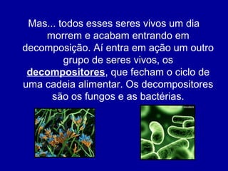 Mas... todos esses seres vivos um dia
morrem e acabam entrando em
decomposição. Aí entra em ação um outro
grupo de seres vivos, os
decompositores, que fecham o ciclo de
uma cadeia alimentar. Os decompositores
são os fungos e as bactérias.
 