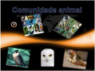 Comunidade animal