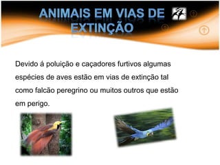 Animais em vias de extinçãoDevido á poluição e caçadores furtivos algumas espécies de aves estão em vias de extinção tal como falcão peregrino ou muitos outros que estão em perigo.