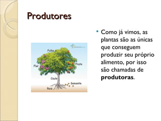 Produtores
                Como já vimos, as
                 plantas são as únicas
                 que conseguem
                 produzir seu próprio
                 alimento, por isso
                 são chamadas de
                 produtoras.
 